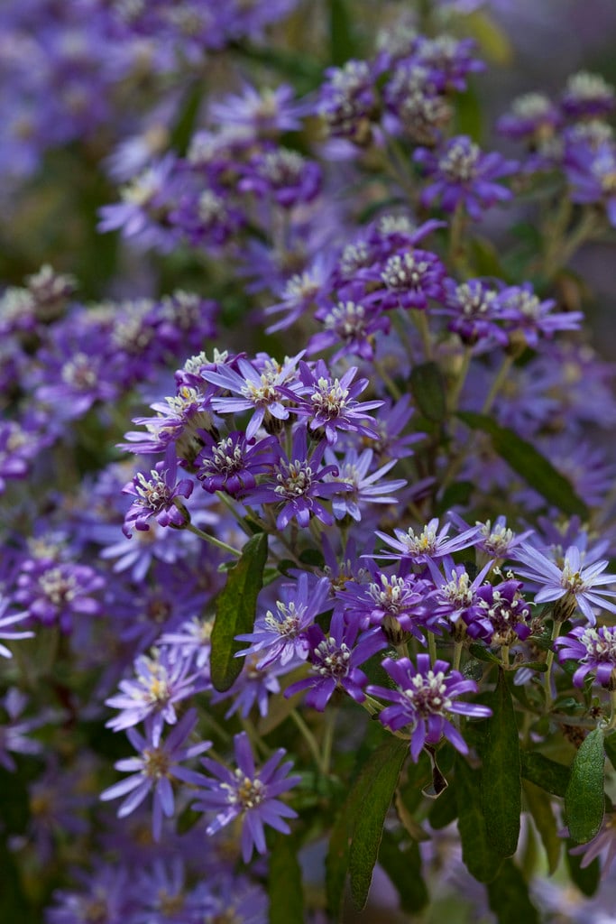 dusty daisy bush 'Comber's Blue'