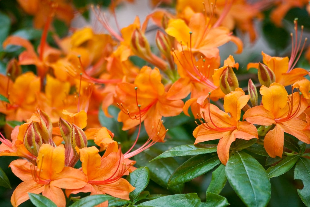 rhododendron 'Coccineum Speciosum'