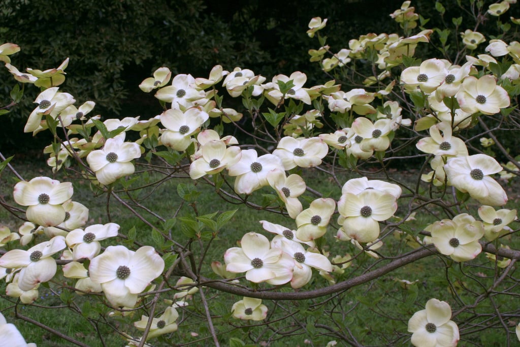 dogwood 'Ormonde'