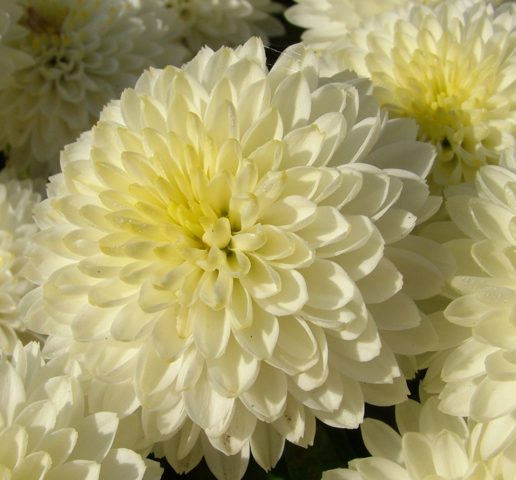 chrysanthemum [Linda]