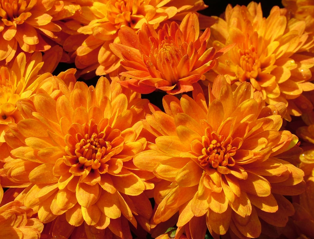 chrysanthemum 'Action'