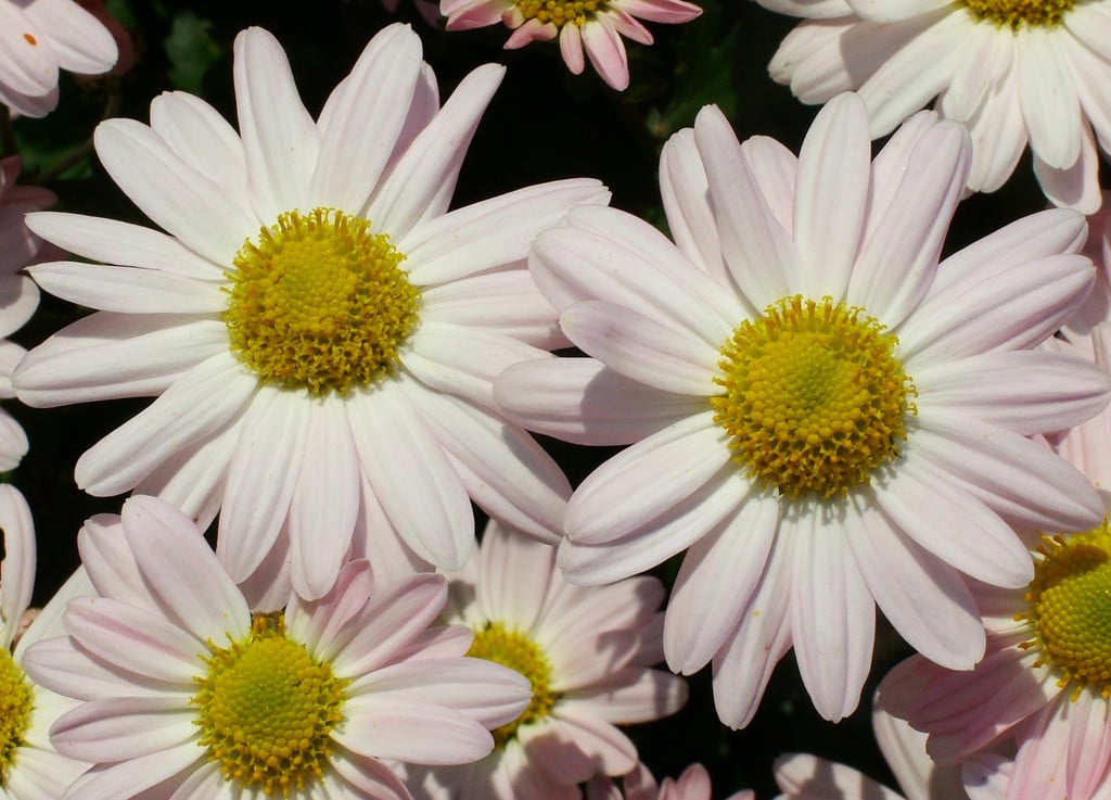chrysanthemum 'Aunt Millicent'