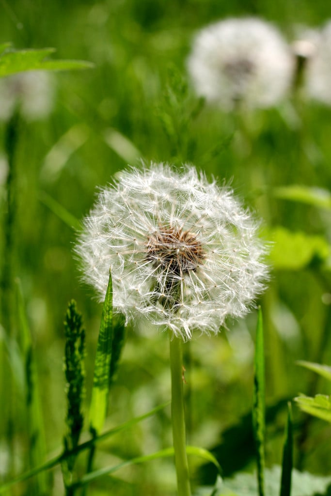 dandelion