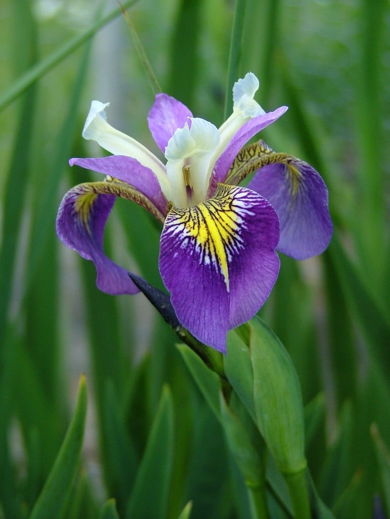 Iris &Regal Surprise& (SpH) | iris &Regal Surprise& Aquatic/RHS Gardening