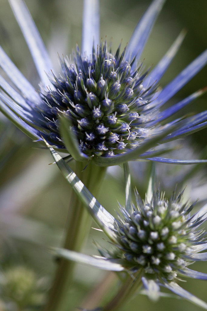 Mediterranean eryngo