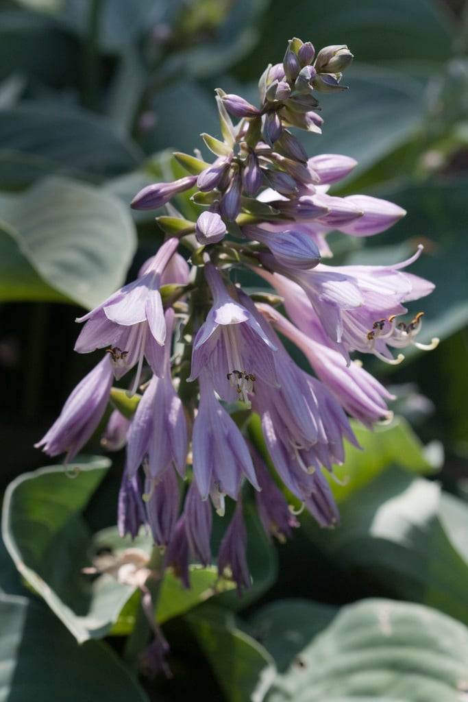 plantain lily 'Blue Cadet'