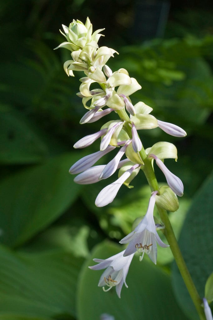 Japanese rock hosta