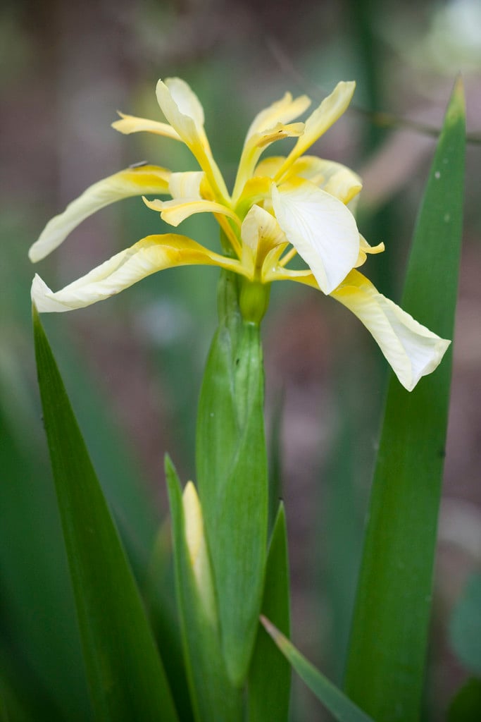 stinking iris