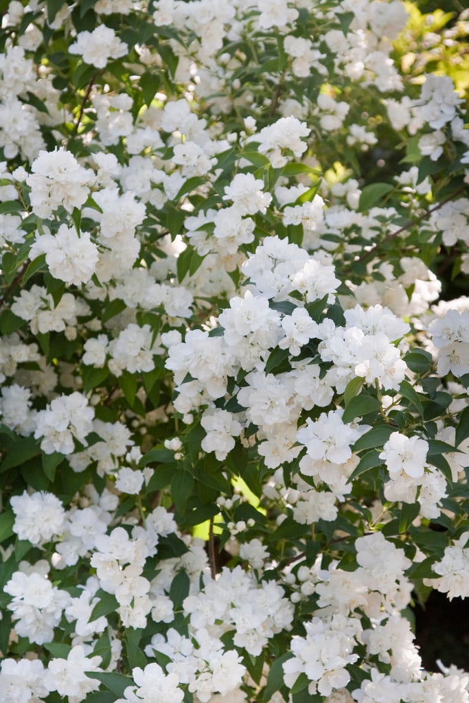 mock orange 'Dame Blanche'