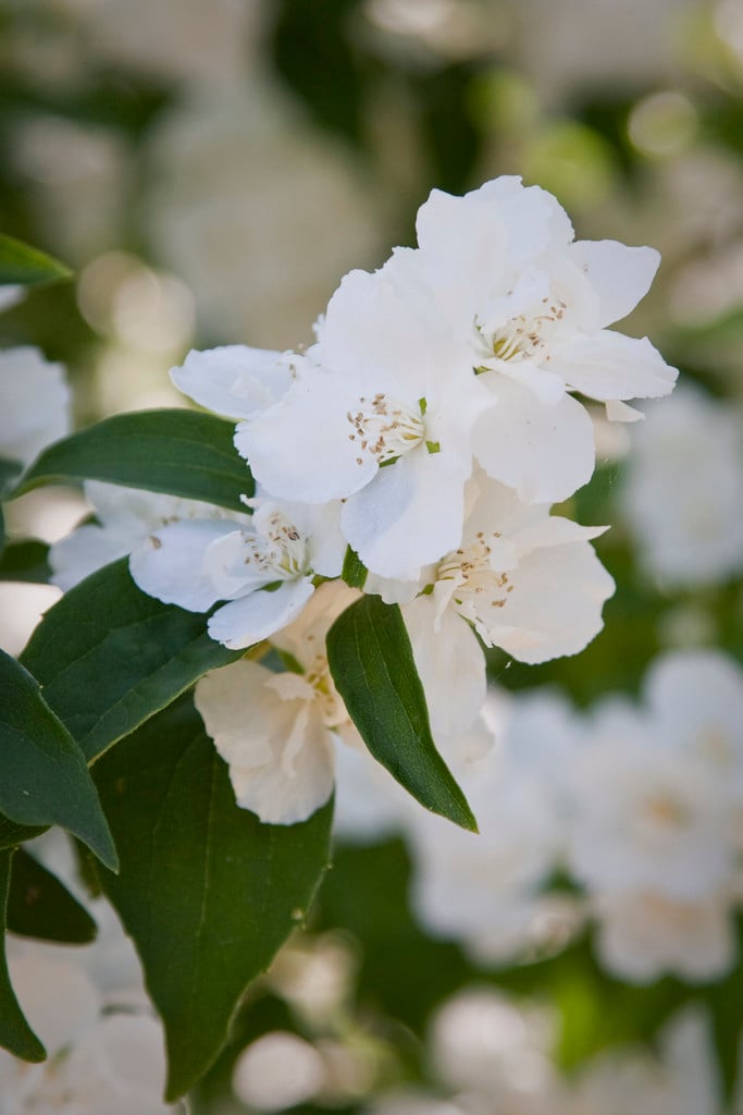 mock orange 'Dame Blanche'