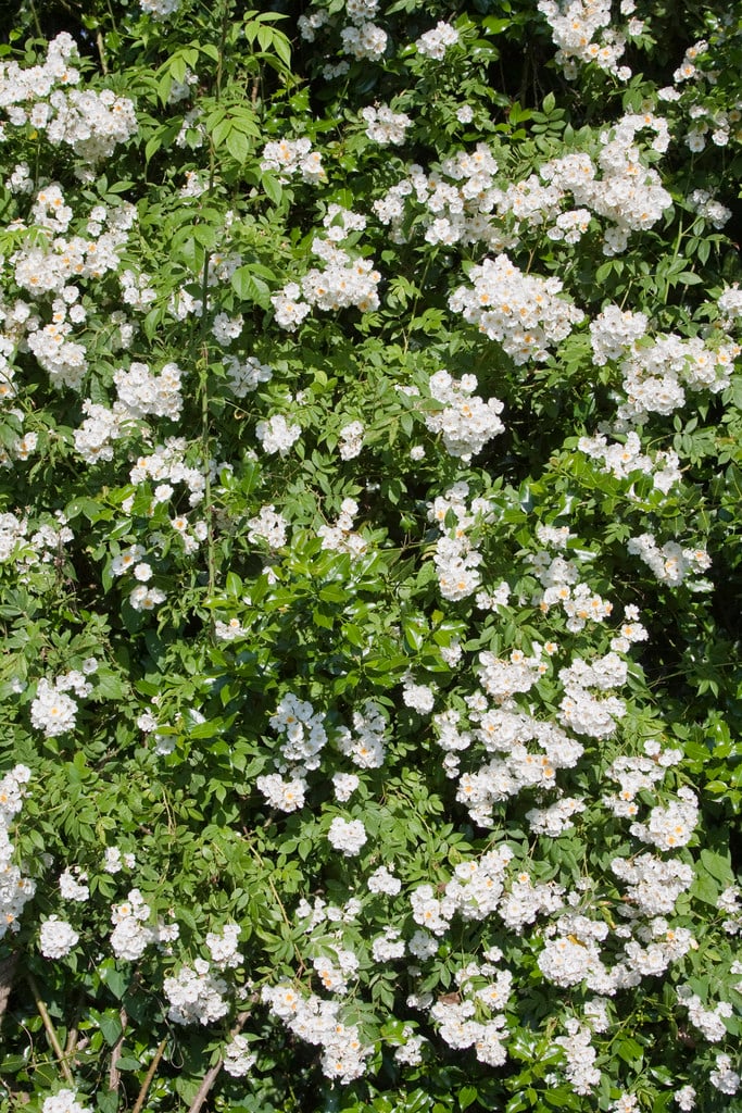 rose 'Seagull'