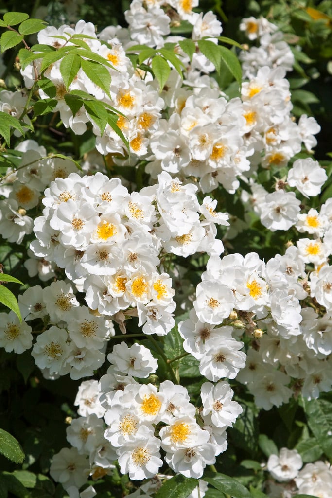 rose 'Seagull'