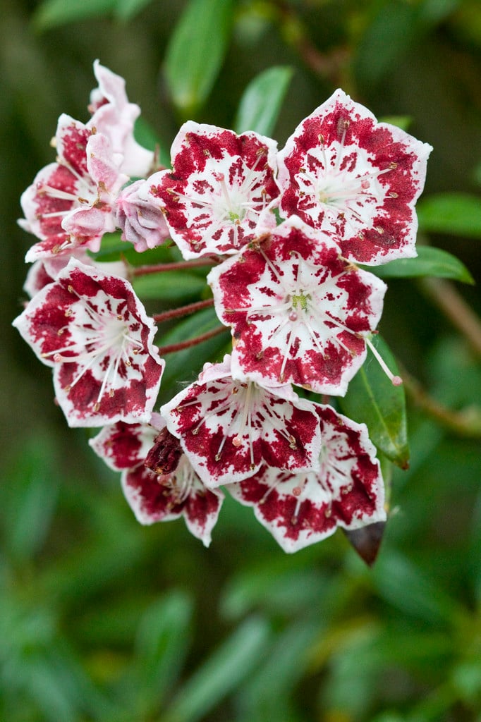 mountain laurel 'Minuet'