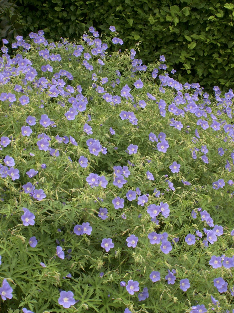 Geranium 'Brookside'