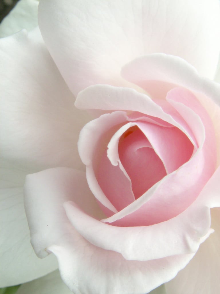 rose [City of London]
