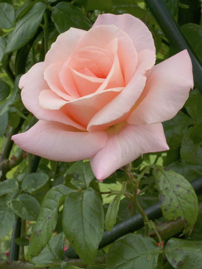 rose [High Hopes]