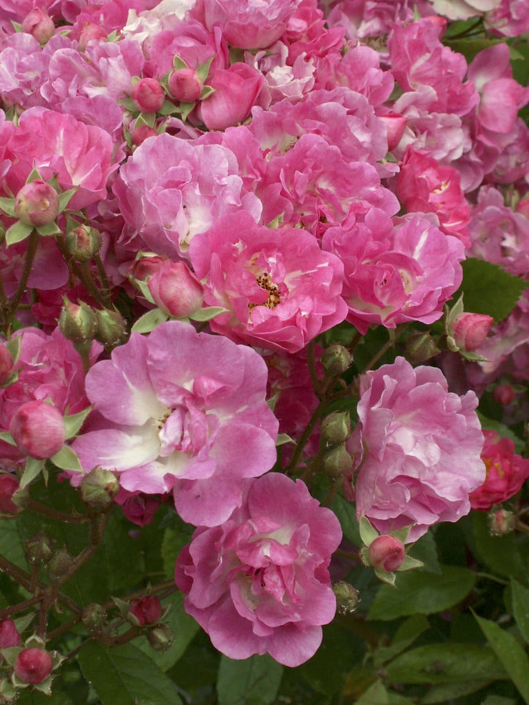 rose 'Belinda'