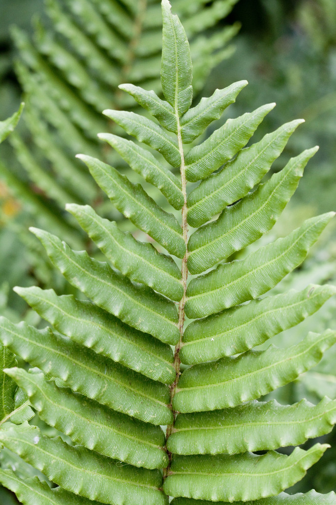 Chile blechnum