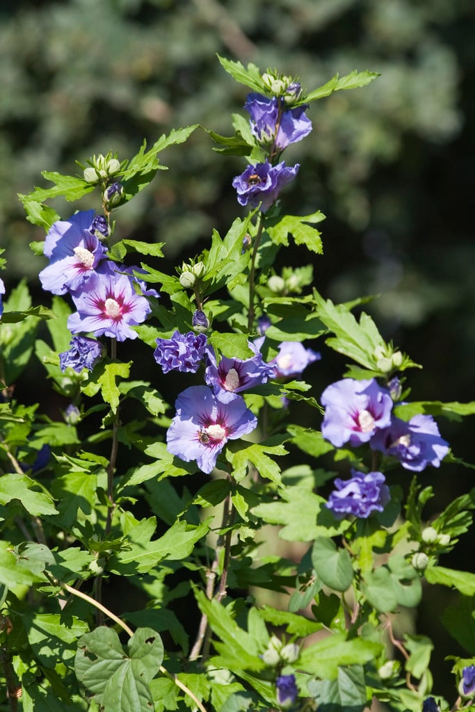 rose of Sharon 'Marina'