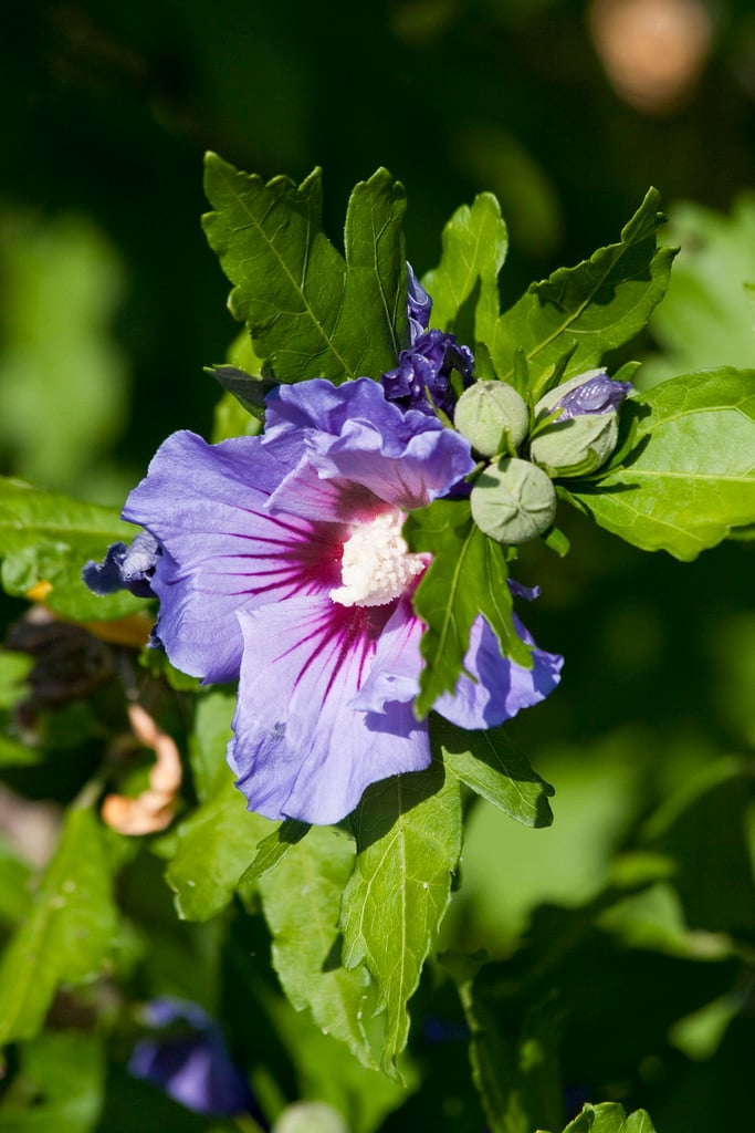 rose of Sharon 'Marina'