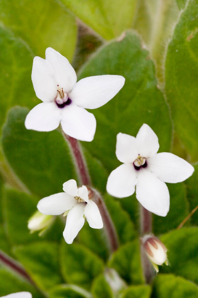 large-flowered petrocosmea