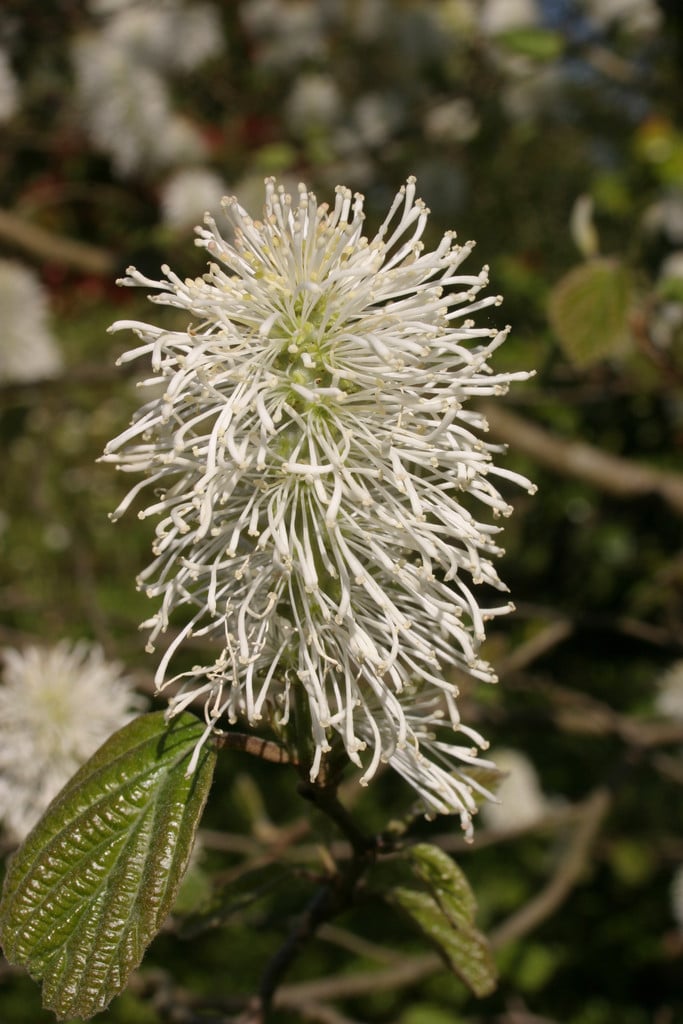 mountain witch alder Monticola Group