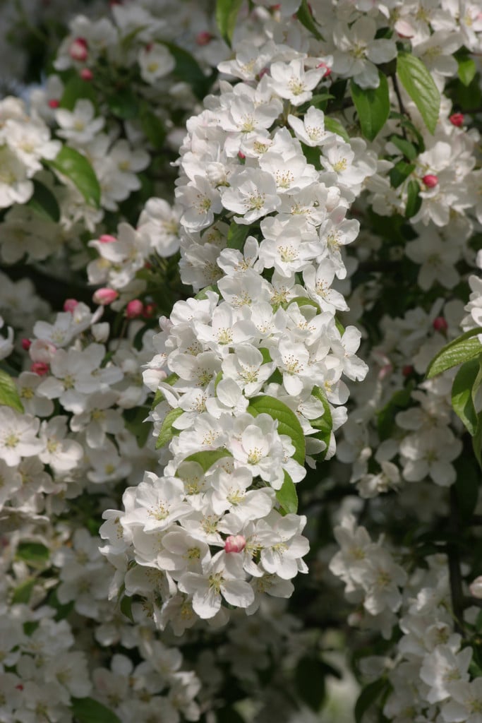 crab apple 'Professor Sprenger'