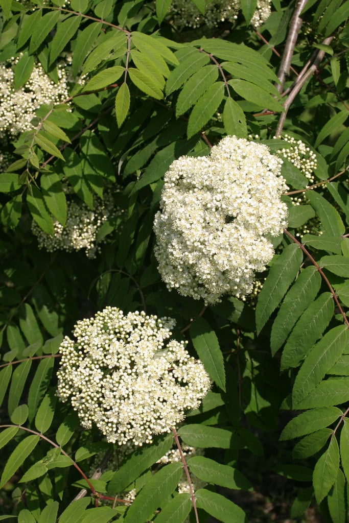 mountain ash 'Leonard Messel'