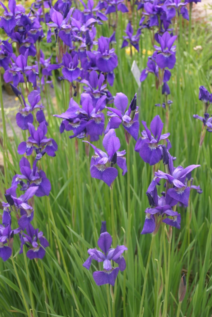 Siberian iris 'Caesar's Brother'