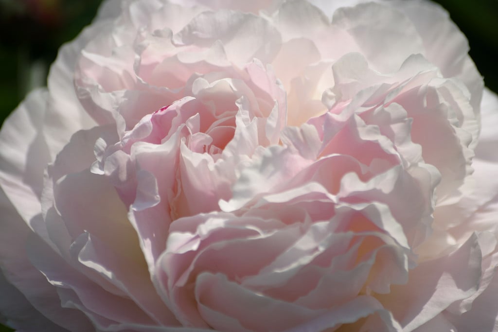 peony 'Shirley Temple'