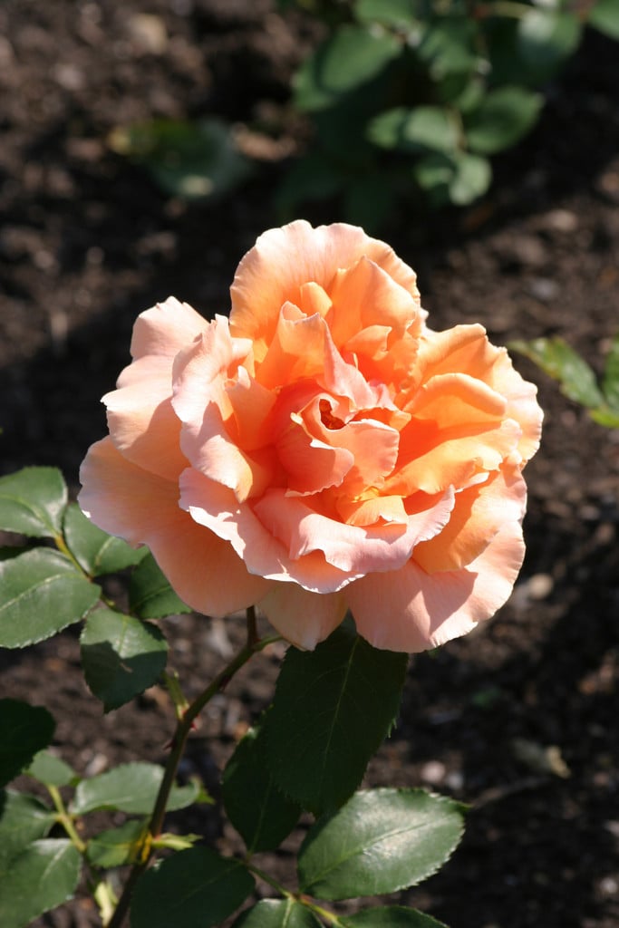 Rosa 'Just Joey' (HT) rose 'Just Joey'/RHS Gardening