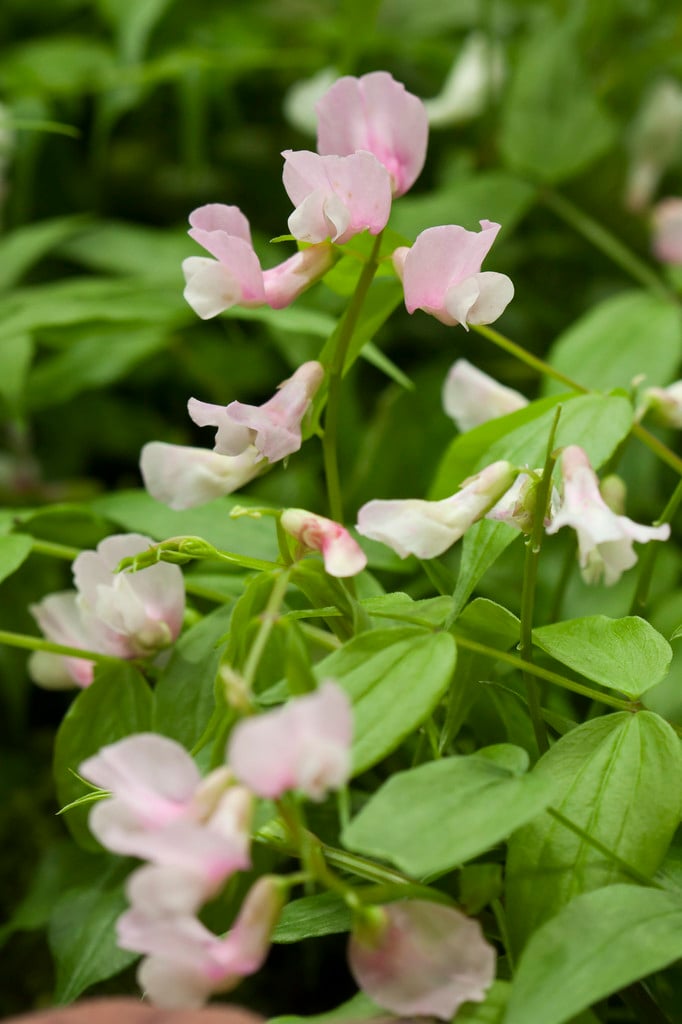 spring pea 'Rosenelfe'