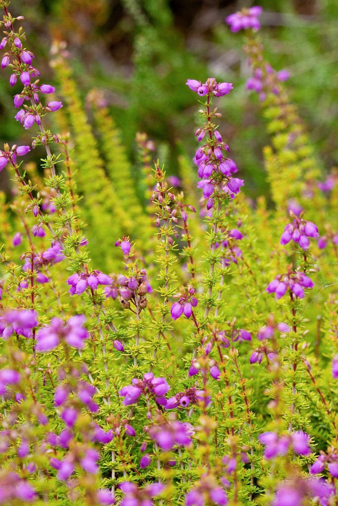 Erica cinerea &Golden Hue& | bell heather &Golden Hue& Shrubs/RHS Gardening