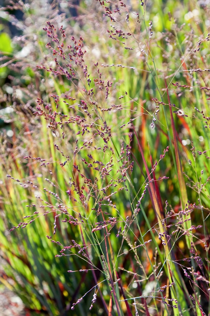 switch grass 'Heiliger Hain'