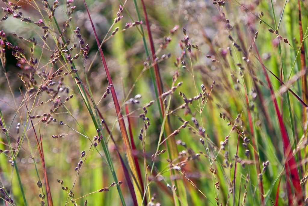 switch grass 'Heiliger Hain'
