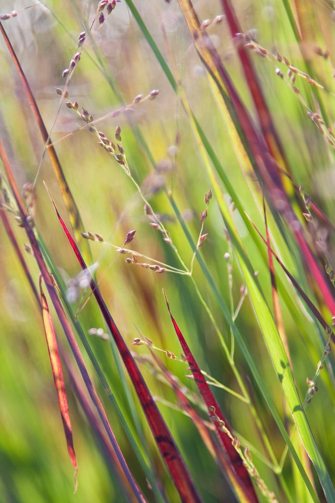 switch grass 'Heiliger Hain'