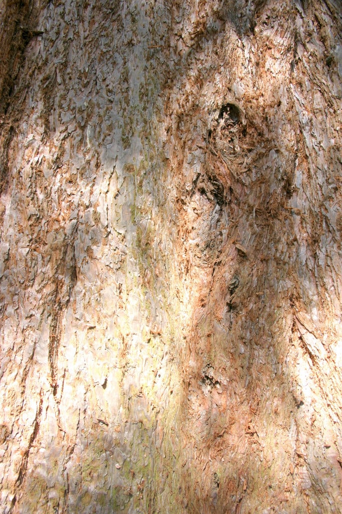 giant redwood