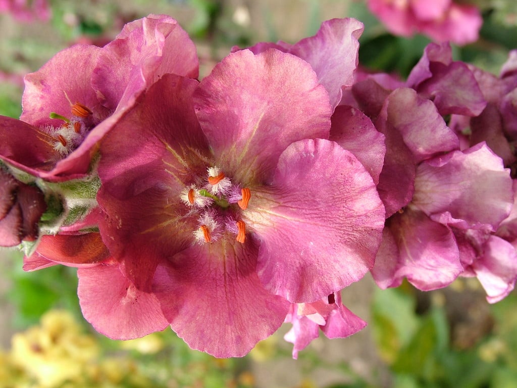 mullein 'Cherry Helen'