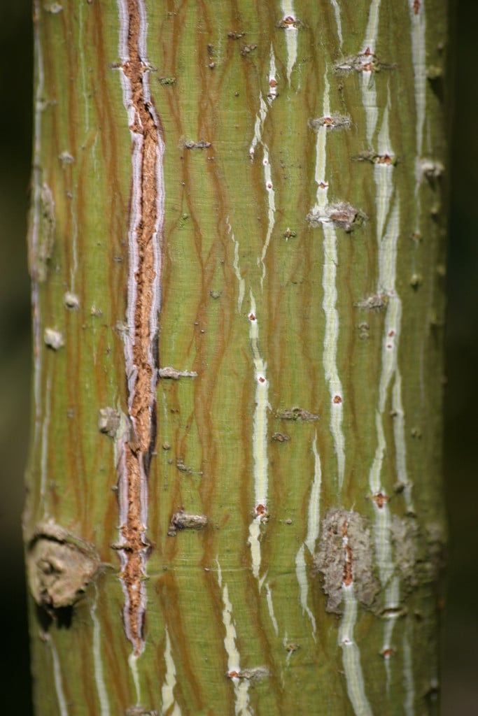 Père David's maple 'George Forrest'