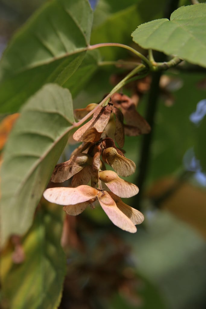 snake-bark maple