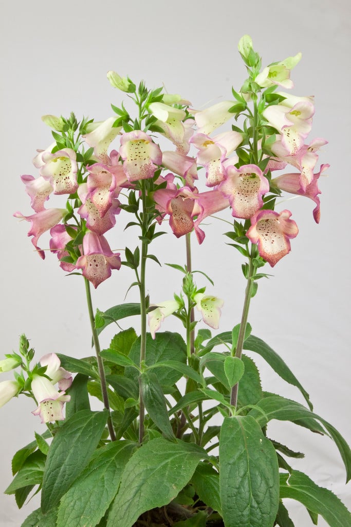 Digitalis × valinii Illumination Series foxglove Illumination Series