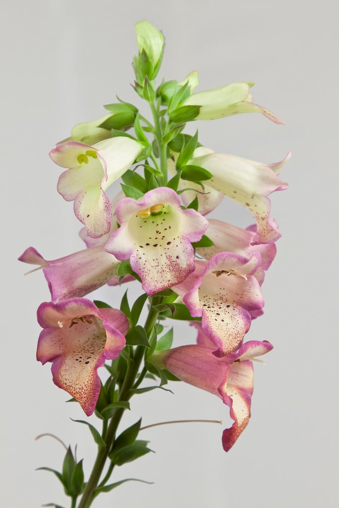 Digitalis × valinii Illumination Series foxglove Illumination Series