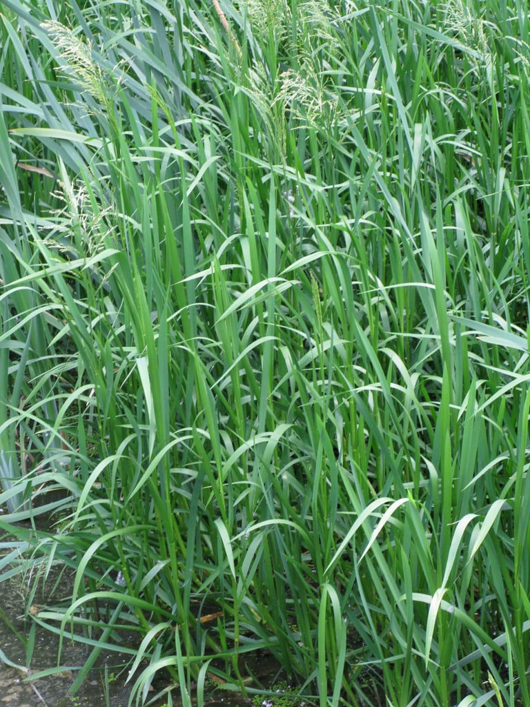 Glyceria maxima | reed sweet grass Aquatic/RHS Gardening