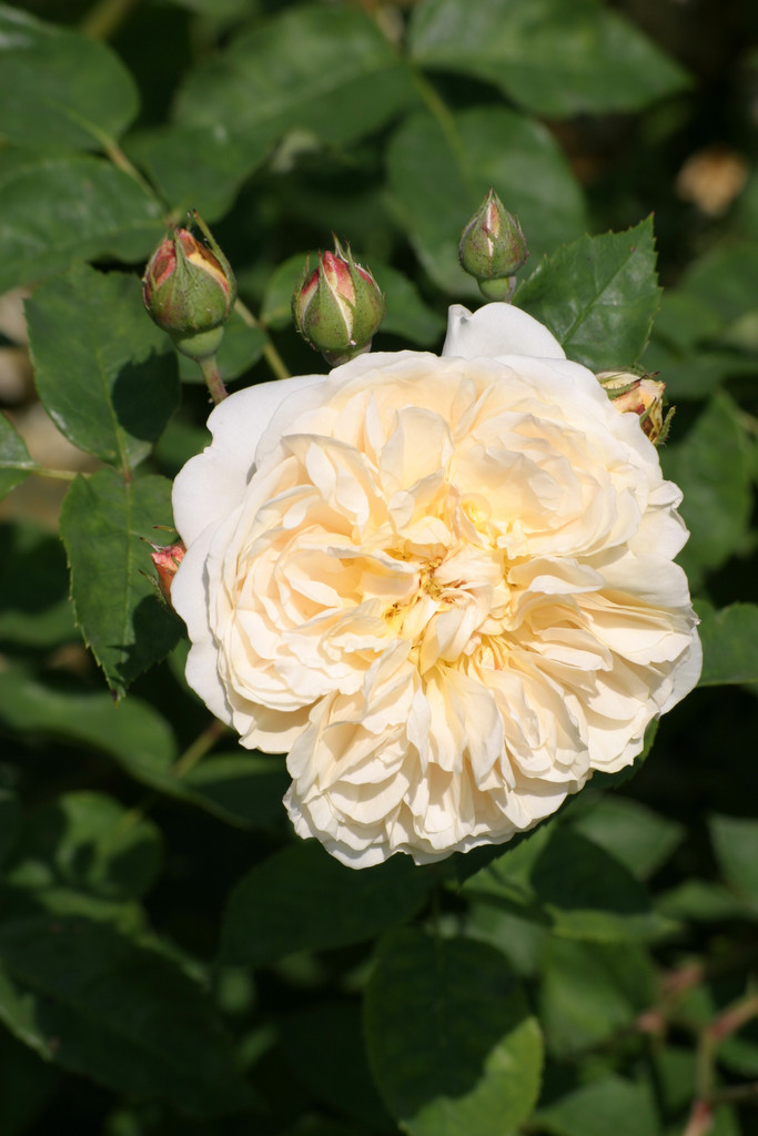 rose [Teasing Georgia]