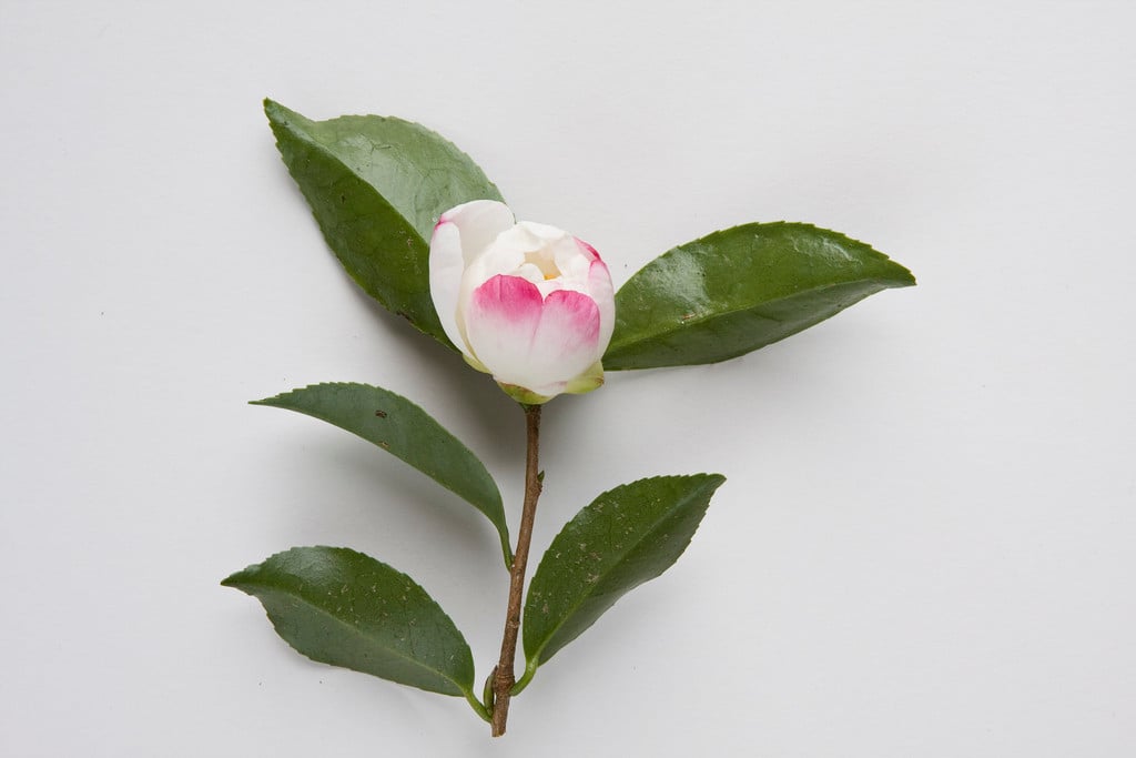 camellia 'Narumigata'