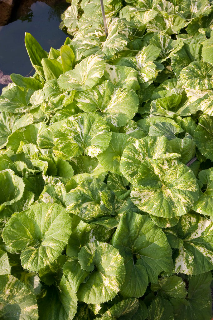 Darmera peltata 'Nana' | dwarf umbrella plant/RHS Gardening