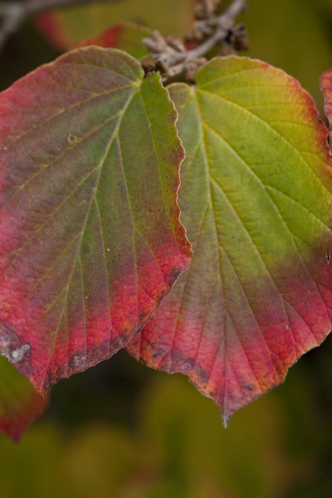 witch hazel 'Orange Peel'
