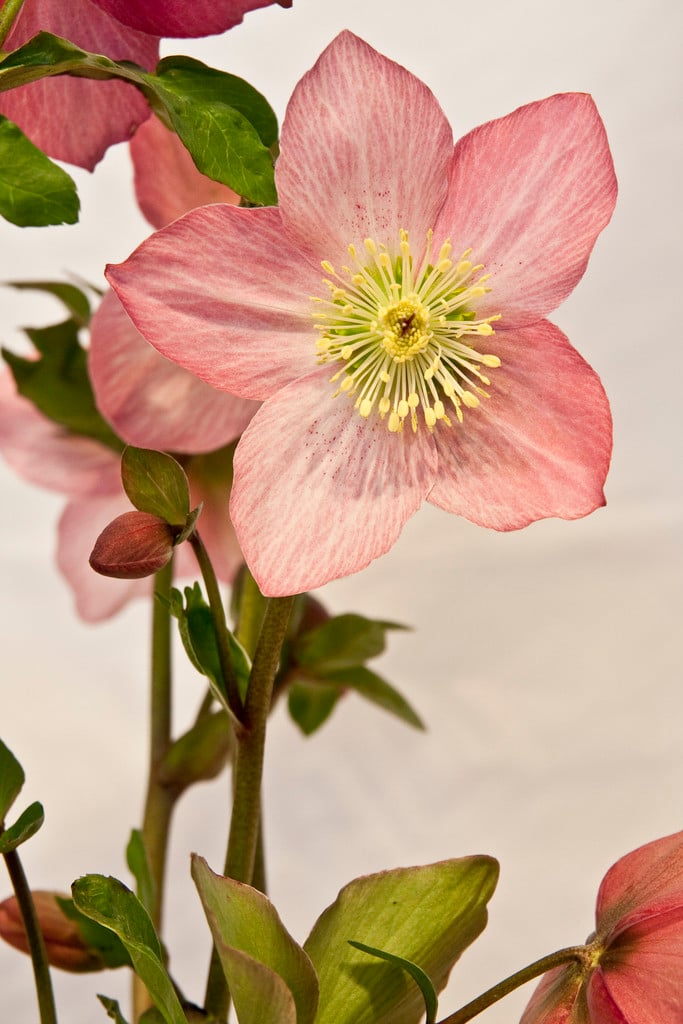 hellebore [Walberton's Rosemary]