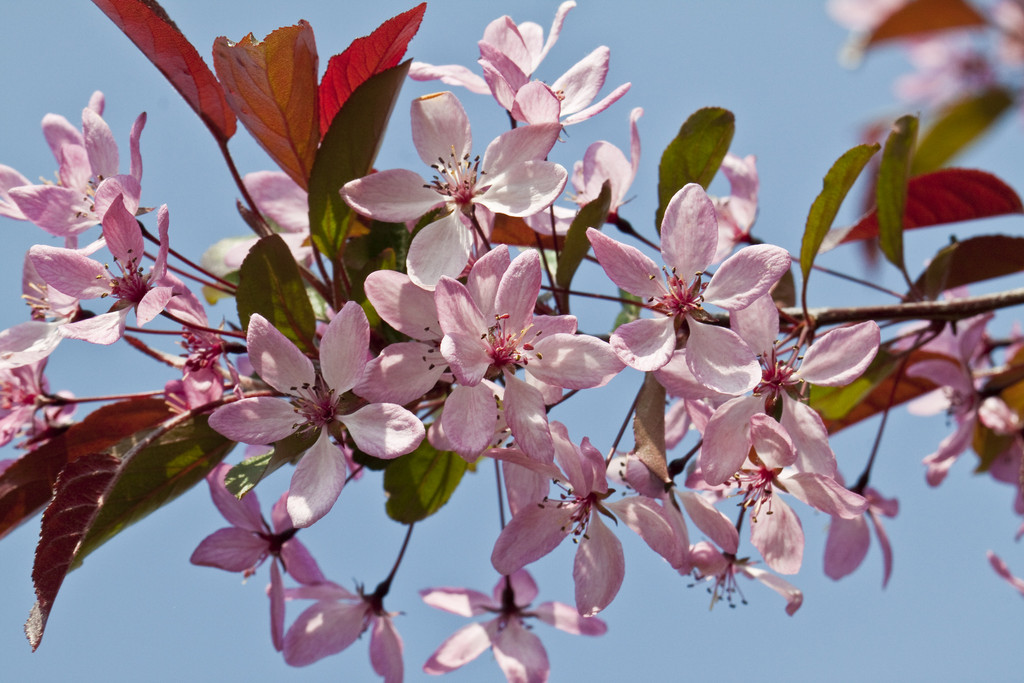 crab apple 'R.J. Fulcher'