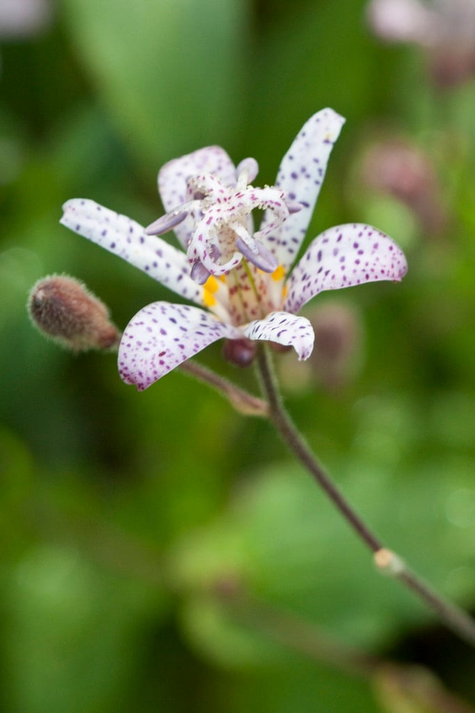 toad lily Stolonifera Group